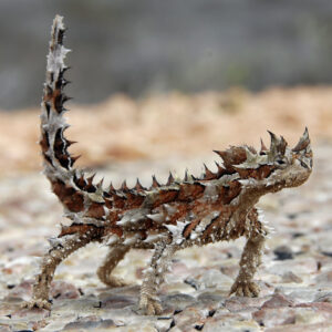 thorny devil