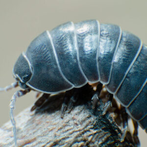 Pill izopodai
