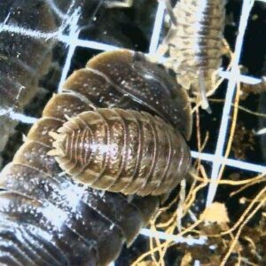 Porcellio dilatatus izopodai