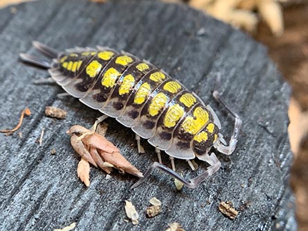 Porcellio haasi izopodai