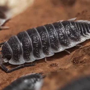Porcellio hoffmannseggi