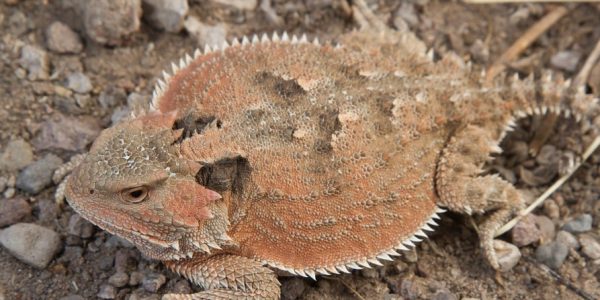 (Phrynosoma hernandesi)